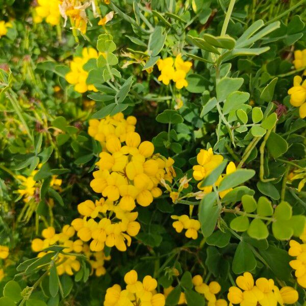 Coronilla coronata Blomma