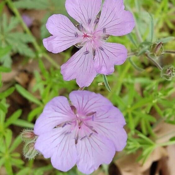 Geranium tuberosum Цветок