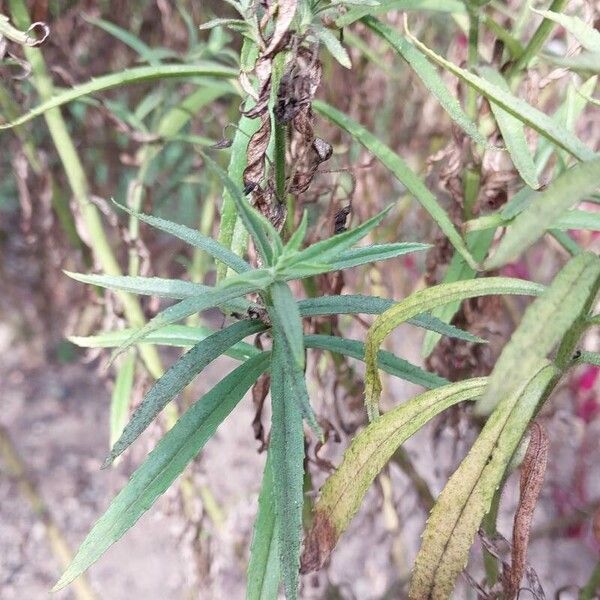 Angelonia biflora Leaf