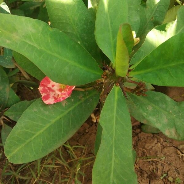 Euphorbia milii Folha