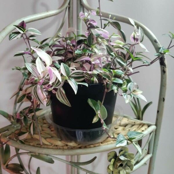 Tradescantia fluminensis Deilen