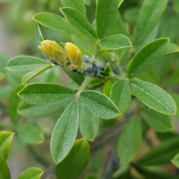 Cytisus villosus Deilen