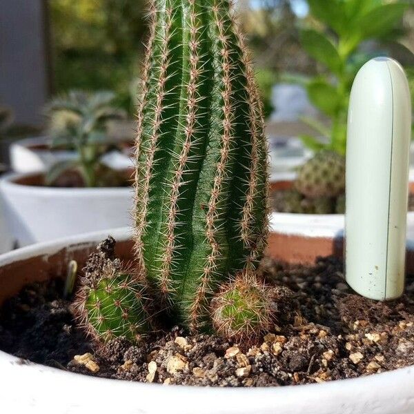 Echinocereus pectinatus Leaf