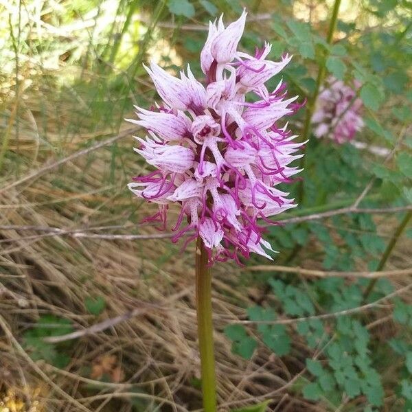 Orchis simia 花