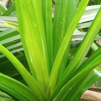 Pandanus amaryllifolius Leaf