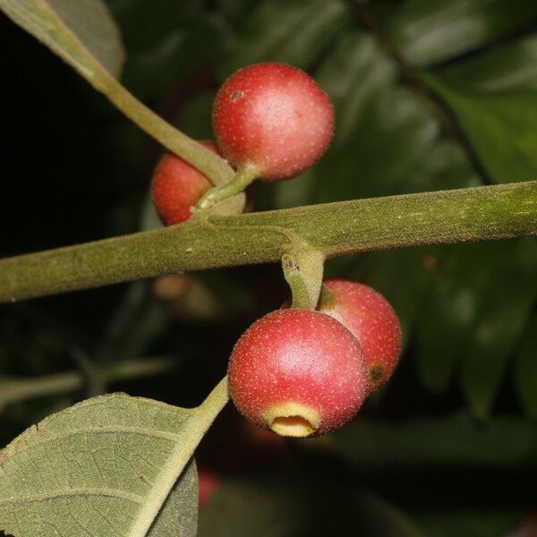 Siparuna gesnerioides Frucht