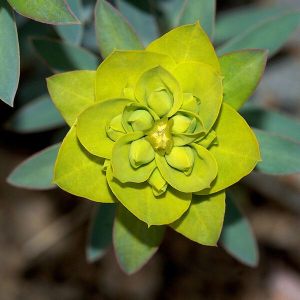 Euphorbia nicaeensis 花