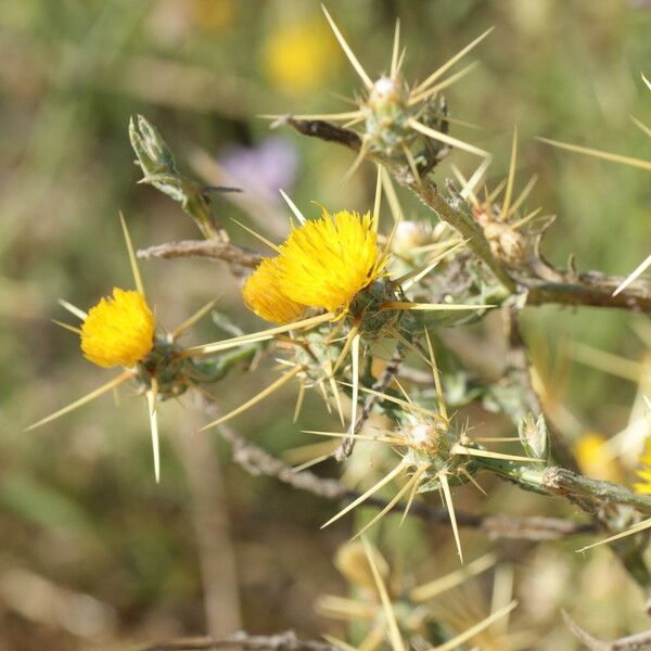 Centaurea solstitialis Blomst