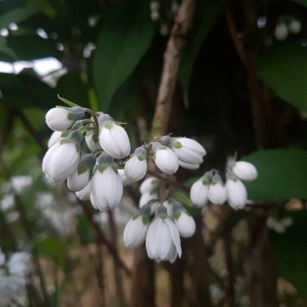 Deutzia scabra Virág