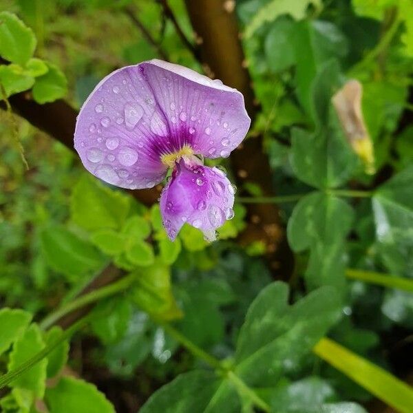 Vigna frutescens Blomma