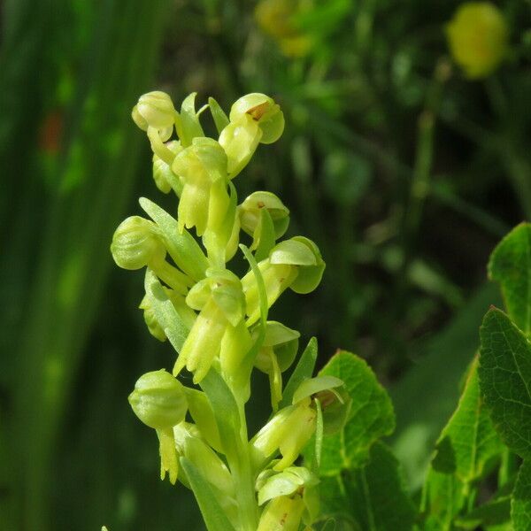 Dactylorhiza viridis Floro