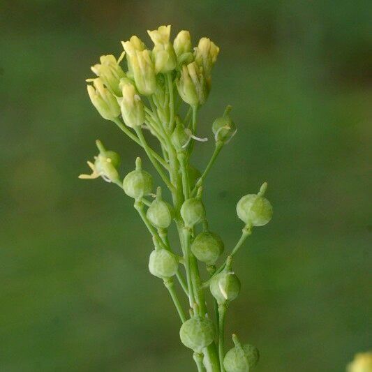 Neslia paniculata Other