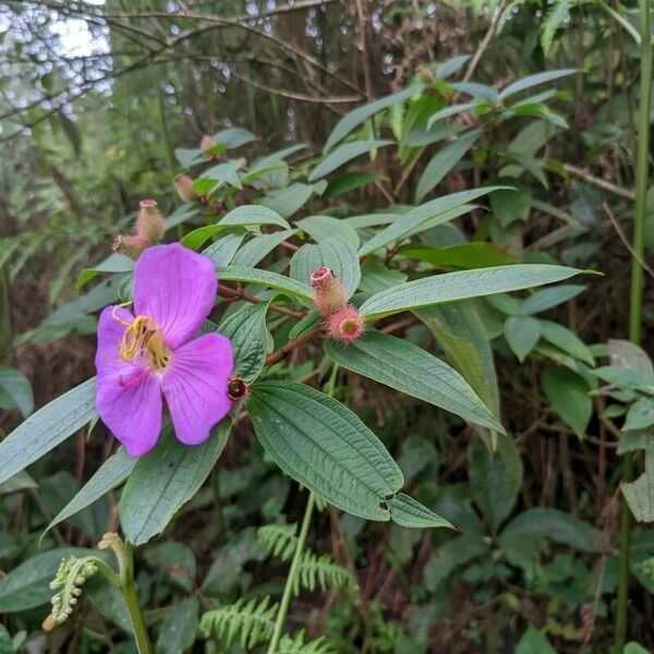 Melastoma malabathricum Ліст