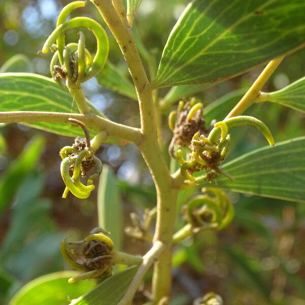 Acacia melanoxylon Ffrwyth