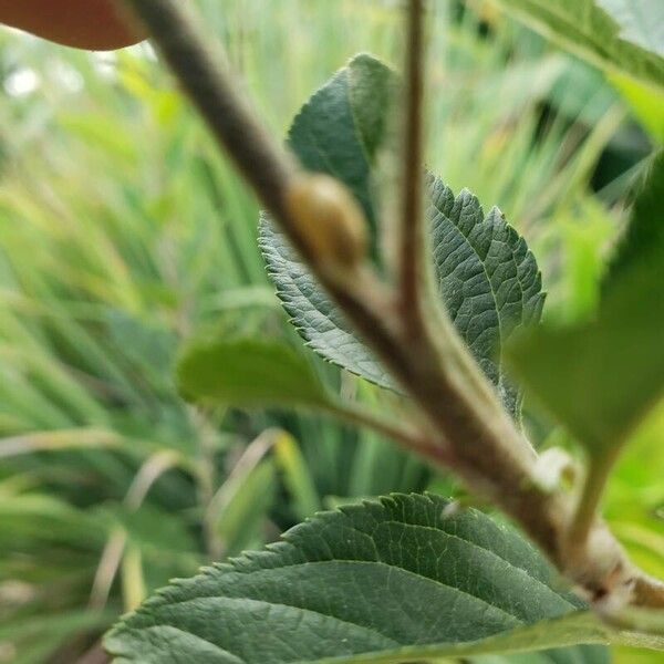 Malus domestica Leaf