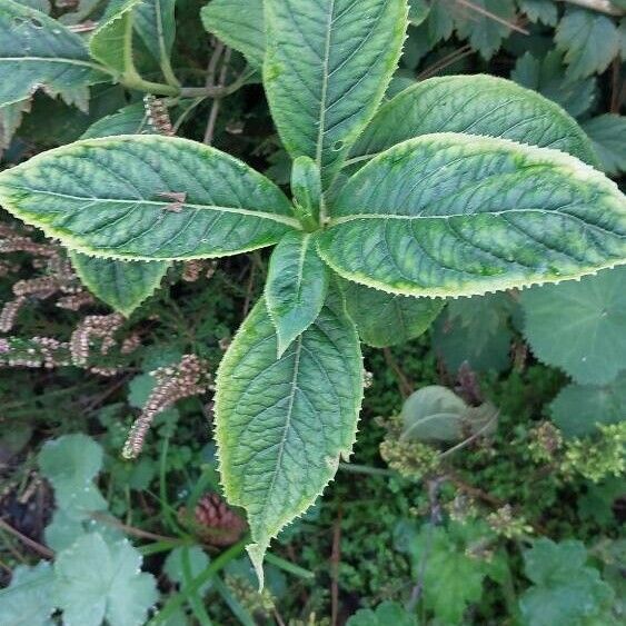 Hydrangea chinensis Blad