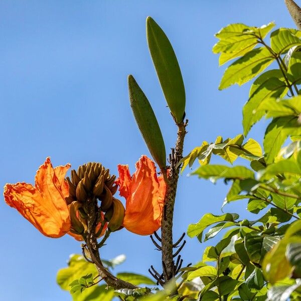 Spathodea campanulata Квітка