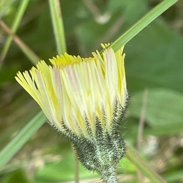 Pilosella officinarum Floare