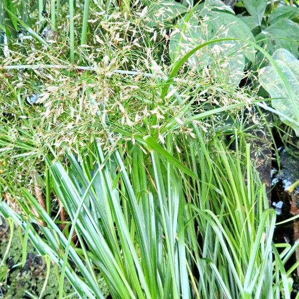 Cyperus alternifolius Blomst