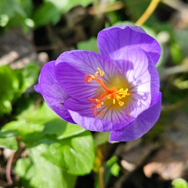 Crocus speciosus Blüte