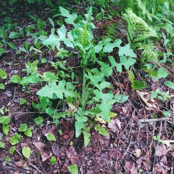 Lactuca floridana برگ