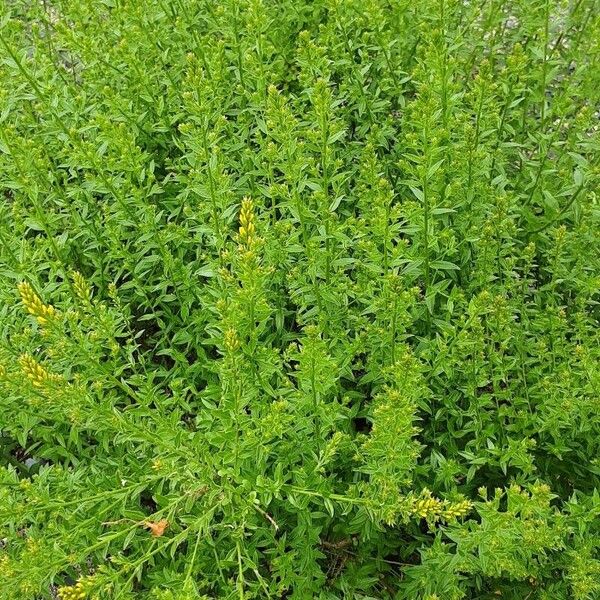 Genista tinctoria Habit