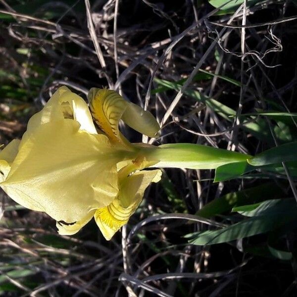 Iris lutescens Žiedas