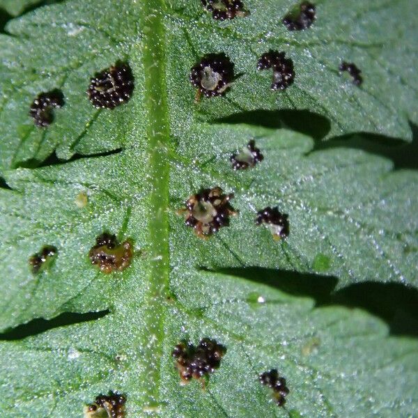 Deparia boryana Leaf