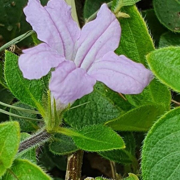 Ruellia prostrata Flor