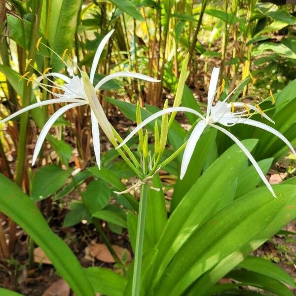 Hymenocallis fragrans Kukka