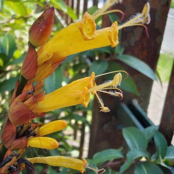 Sanchezia oblonga Flower