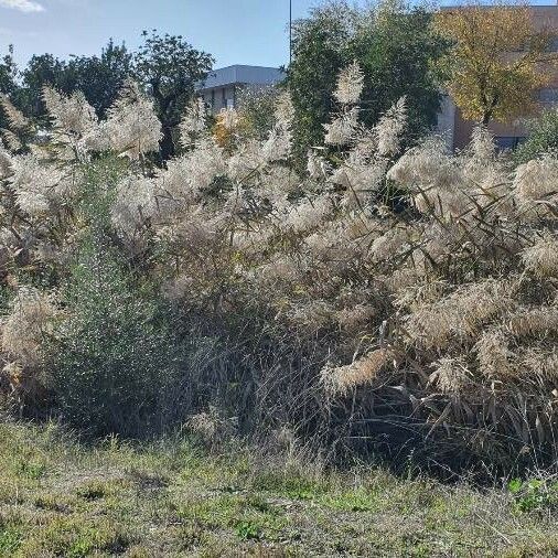 Phragmites australis Flower