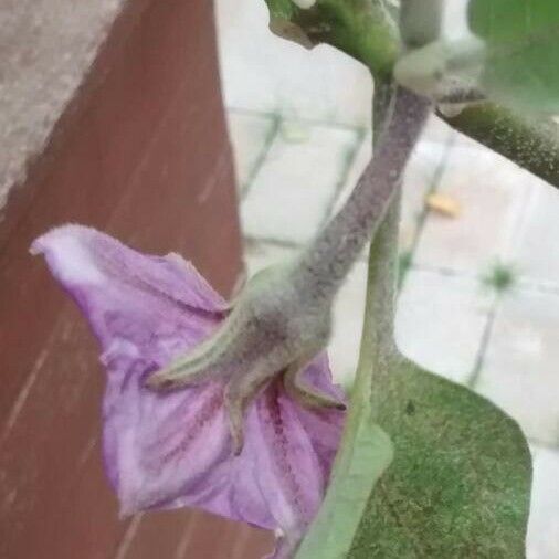 Solanum melongena Kukka