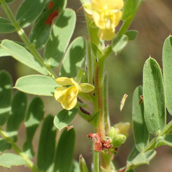 Chamaecrista nigricans ᱵᱟᱦᱟ