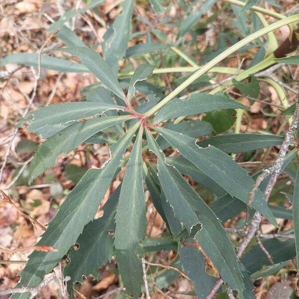 Helleborus foetidus Lapas