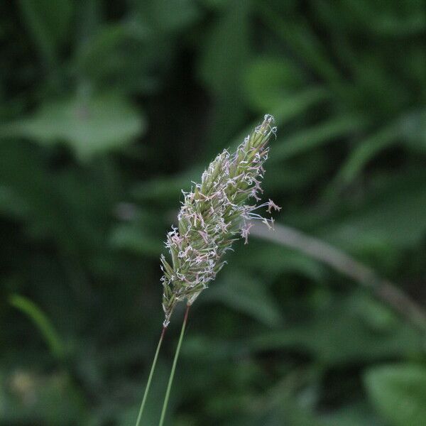 Alopecurus pratensis Flower