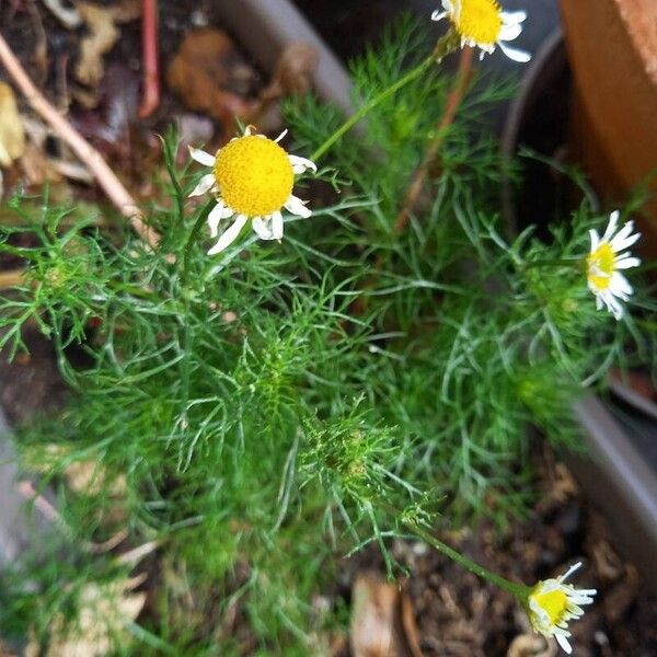 Tripleurospermum inodorum Habit