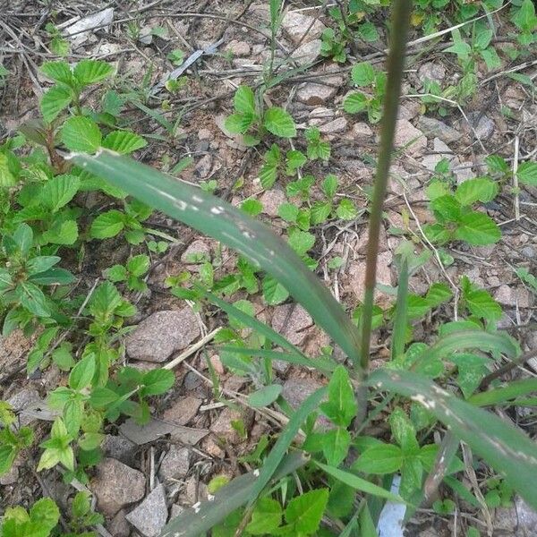 Eleusine coracana Leaf