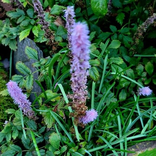 Astilbe rubra Flower