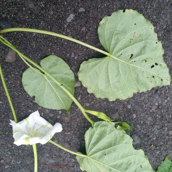 Ipomoea alba Fuelha