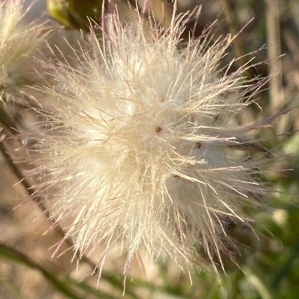 Scorzonera laciniata Fruit