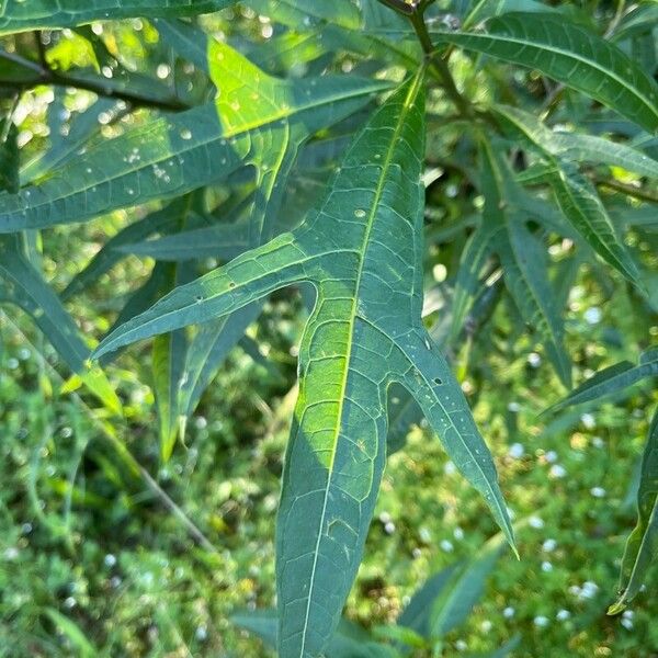 Solanum aviculare Lapas