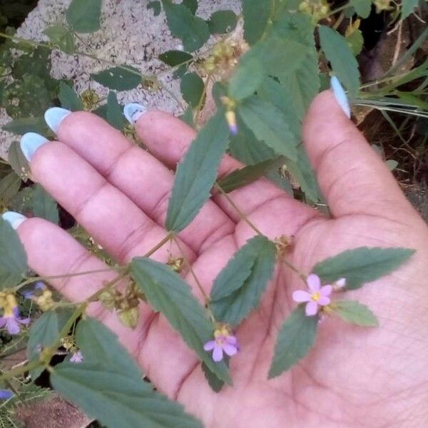 Melochia pyramidata Flower