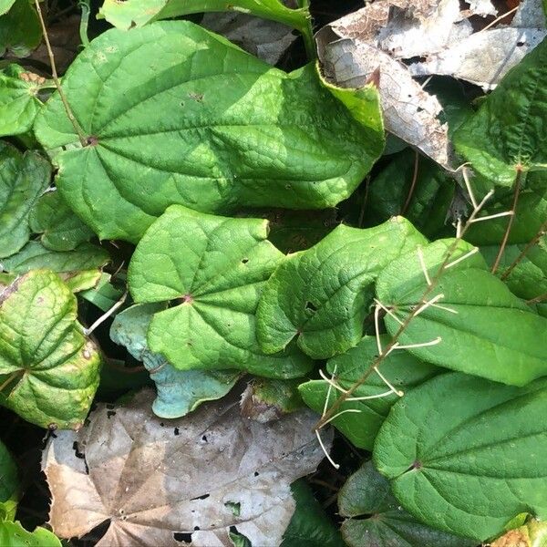 Epimedium baojingensis