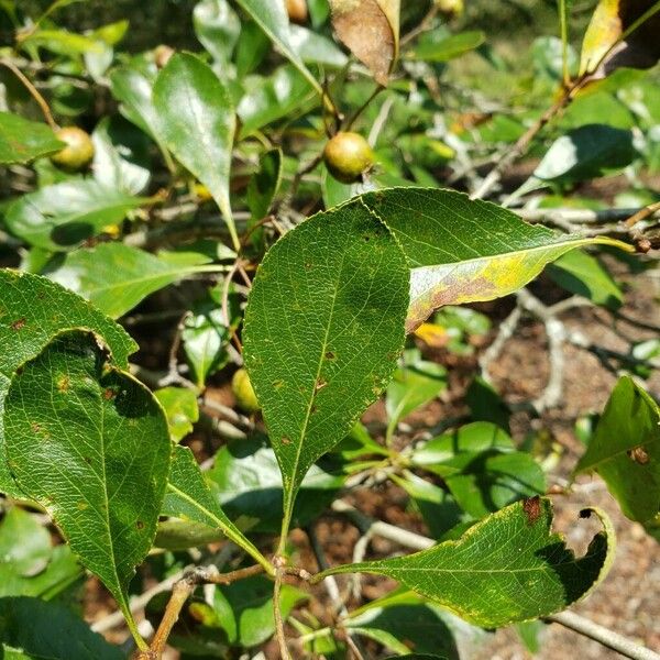 Crataegus crus-galli Leaf