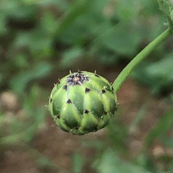 Mantisalca salmantica Flor