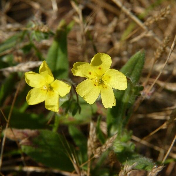 Tuberaria guttata Flower