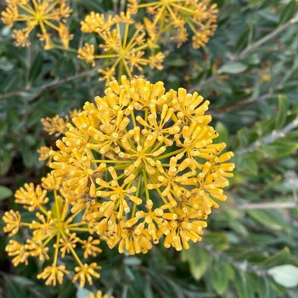 Bupleurum fruticosum Žiedas