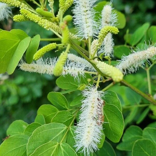 Mimosa caesalpiniifolia Folla