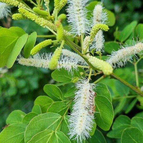 Mimosa caesalpiniifolia Leaf